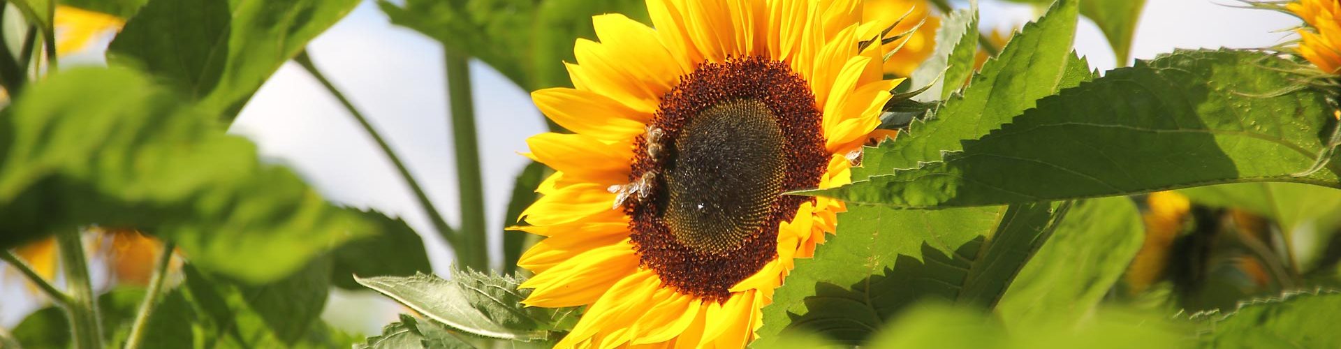 Sonnenblumen Natur Gruen Gelb Gedanken zum Thema Klima- und Umweltschutz