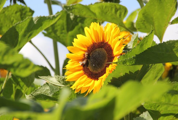 Sonnenblumen Natur Gruen Gelb Gedanken zum Thema Klima- und Umweltschutz