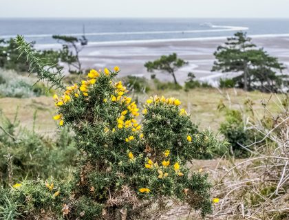 Terschelling 02