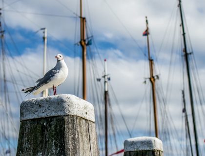 Terschelling 11